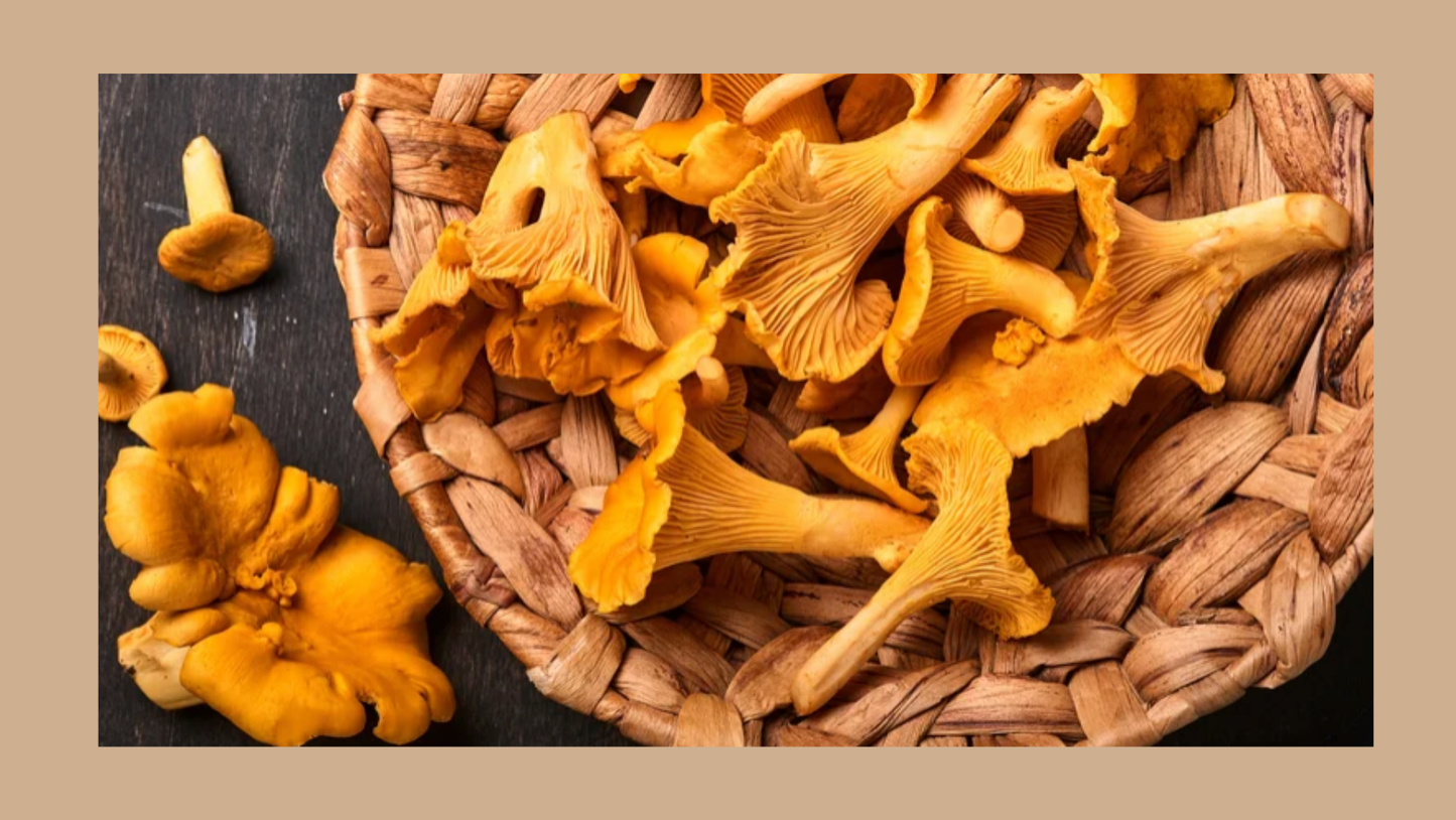 Fresh Wild Chanterelle Mushrooms